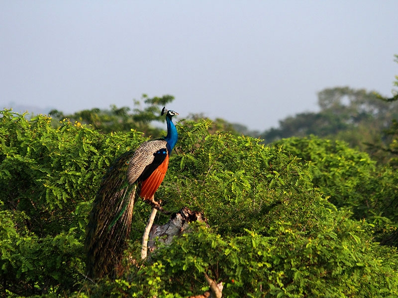 Yala National Park