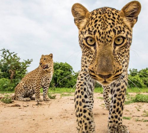 Wildlife & Photography