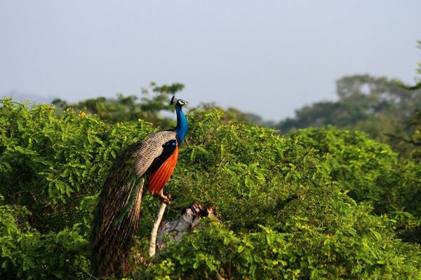 Yala National Park